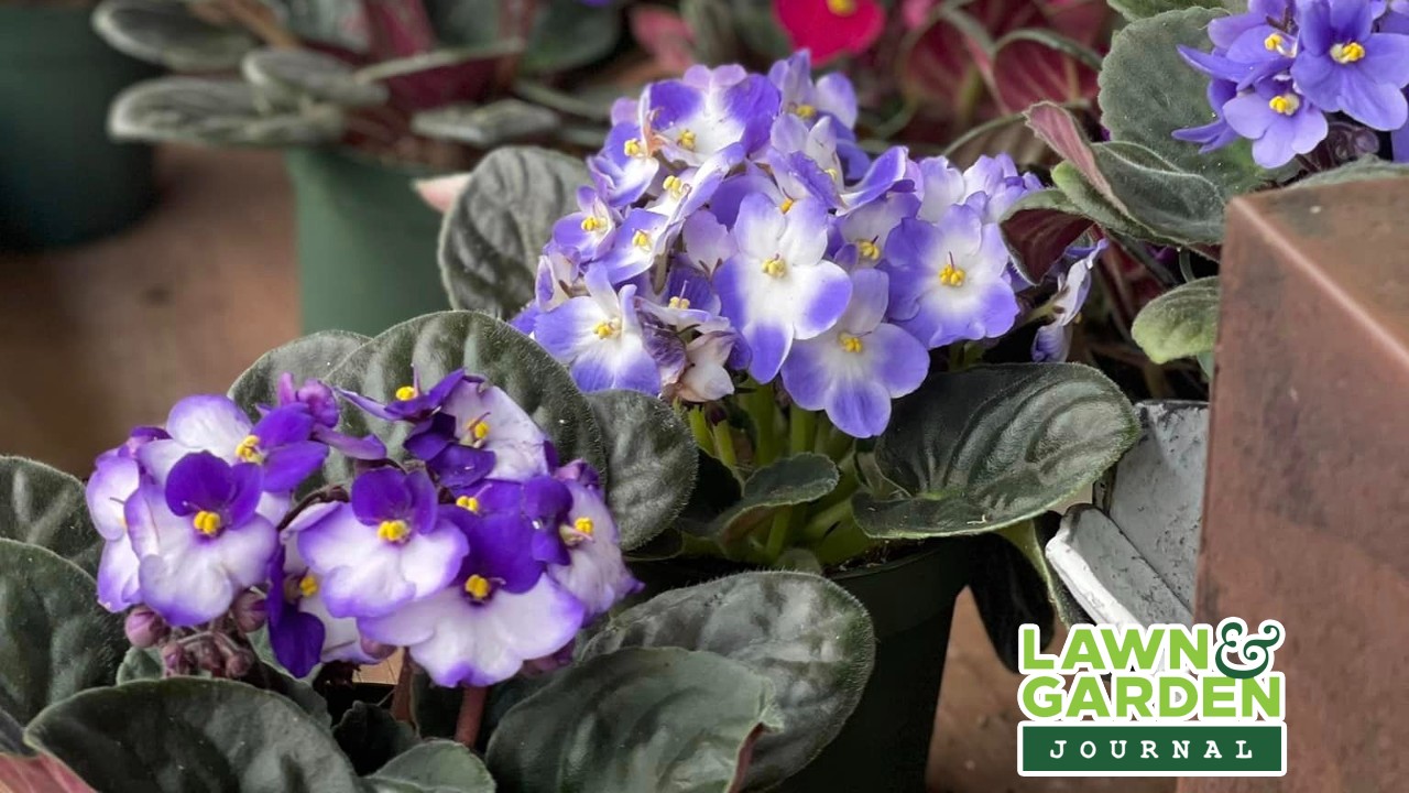 Tips for planting bulbs, planning our gardens and care of Amaryllis